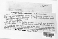 Uromyces pisi-sativi image